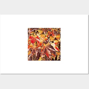 Vivid Autumn Leaves Posters and Art